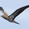 Brown Booby